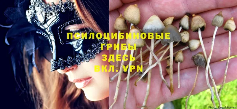 купить закладку  Буинск  Галлюциногенные грибы Cubensis 